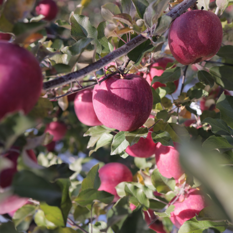 강원화천몰,강원도 화천 아삭하고 달콤한 사과,부사사과 5kg