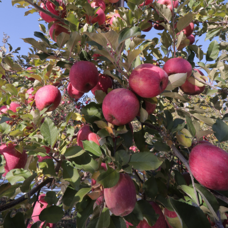 강원화천몰,강원도 화천 아삭하고 달콤한 사과,부사사과 5kg