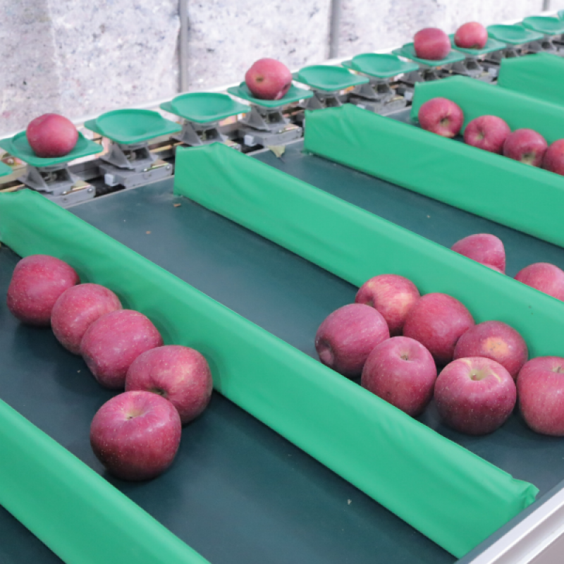 강원화천몰,강원도 화천 아삭하고 달콤한 사과,부사사과 5kg