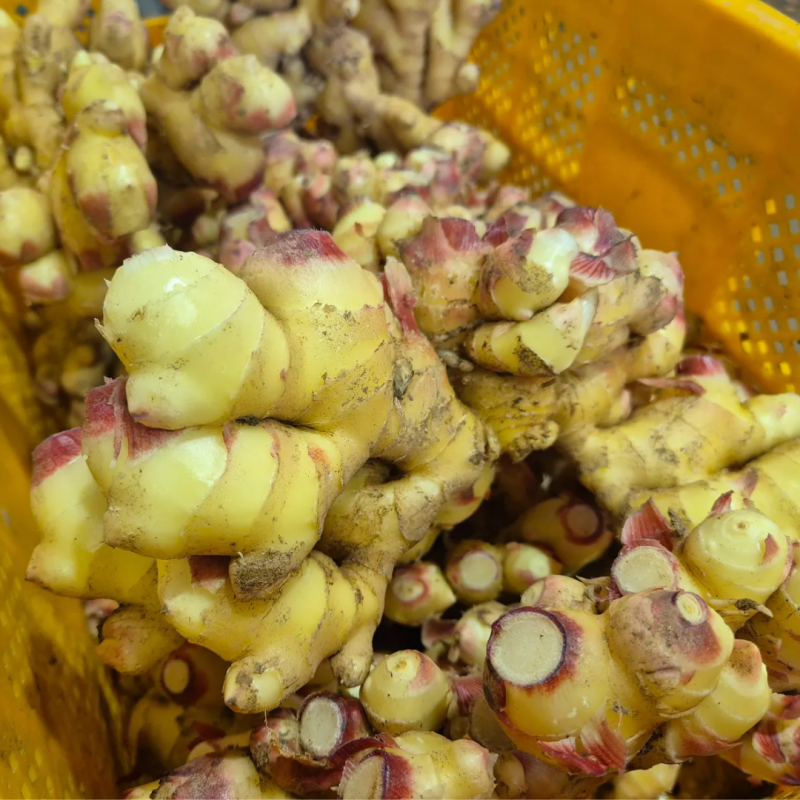 강원화천몰,강원도 화천 25년 햇생강 생강