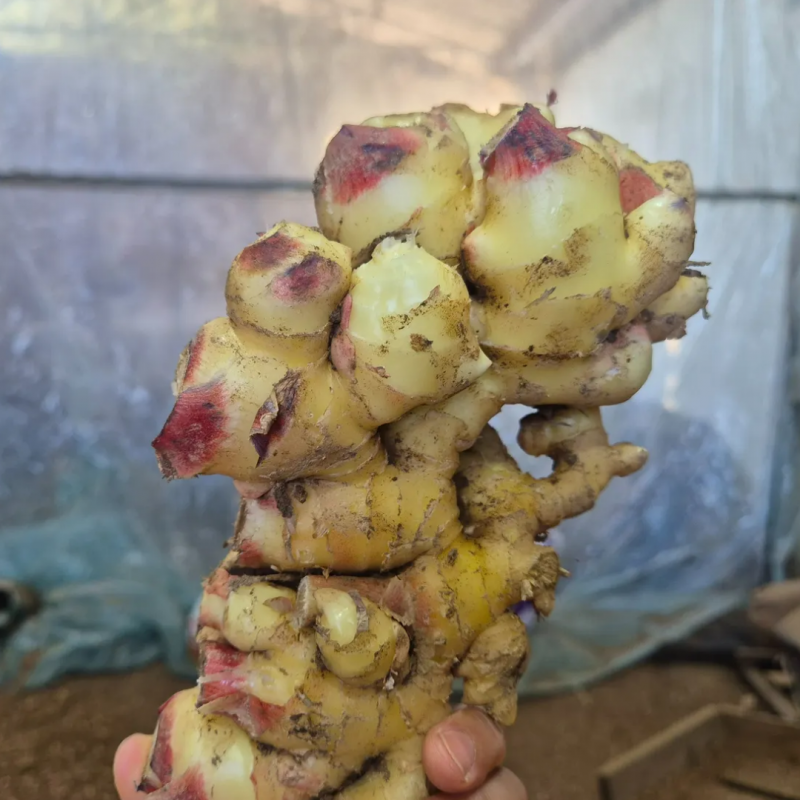 강원화천몰,강원도 화천 25년 햇생강 생강