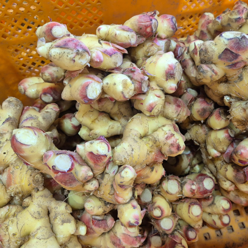 강원화천몰,강원도 화천 25년 햇생강 생강