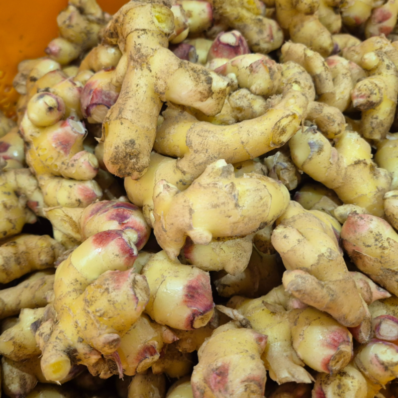 강원화천몰,강원도 화천 25년 햇생강 생강